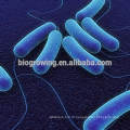 Lactobacillus helveticus